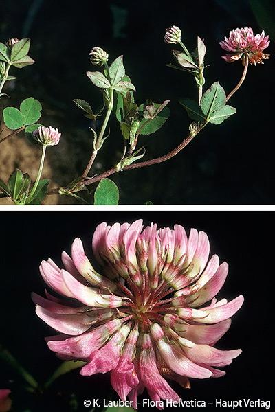 1047480_Trifolium_hybridum_subsp_elegans_FloraHelvetica.jpg