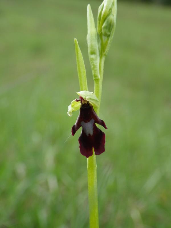 20_Ophrys_insectifera_ALM.jpg