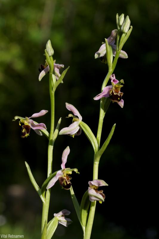 Ophrys_apifera_VRE_02.jpg